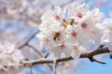 桜と蜜蜂