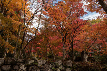 森の紅葉
