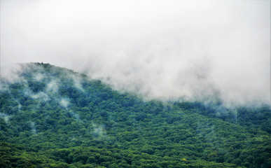 clouds over the green forest