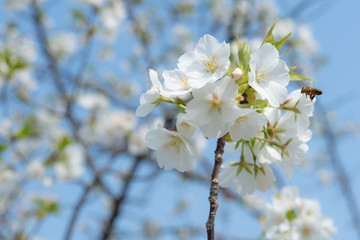 葉桜と蜜蜂