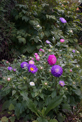 Obraz premium flower bed of colorful asters in the garden