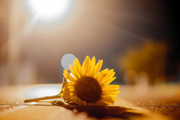sunflower on road