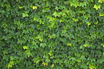 A wall of green ivy leaves creating a green textured background