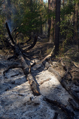 Fire in the forest. Near Kiev, Ukraine.