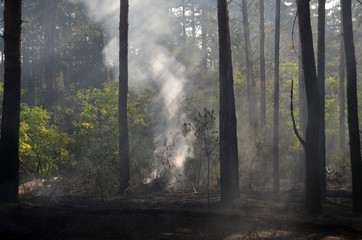 Obraz premium Fire in the forest. Near Kiev, Ukraine.
