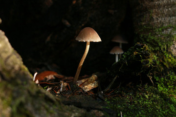 Tiny Mushrooms in Tree Hollow