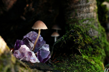 Tiny Mushrooms and Amethyst Crystals