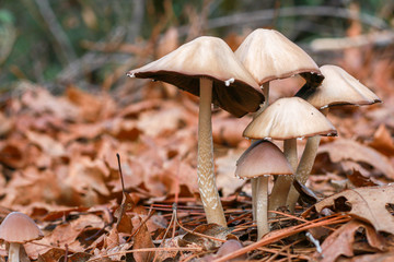 Mushroom Bunch on Forest Floor