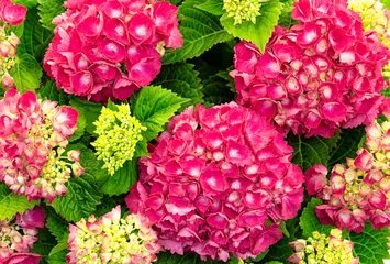 Poster close-up van bovenaf van verse en kleurrijke hortensia plant © comex975