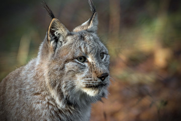 portrait of a lynx in a game park 