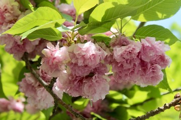 Blossoms