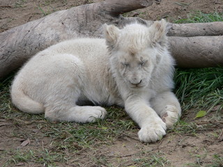 Naklejka premium Lionceau blanc