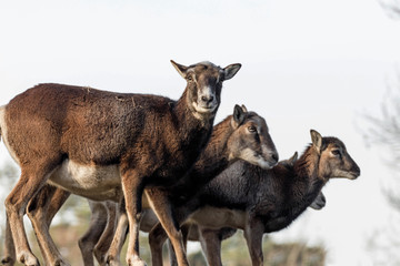 group of mouflons on a hill in a game park 