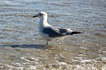 Obraz premium Wading