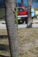 Lizard 