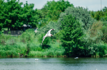 many gulls fly over the pond in search of food