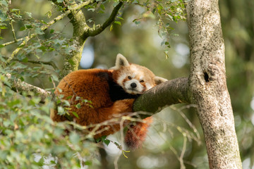 Red panda relaxing on a branch in a tree