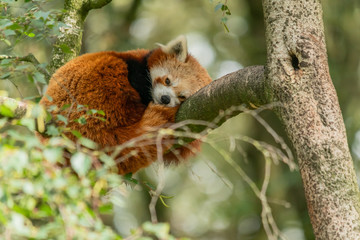 Red panda dozing off on a branch in a tree