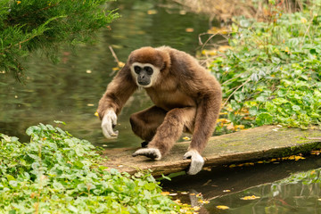 White handed gibbon walking over a bridge over the water
