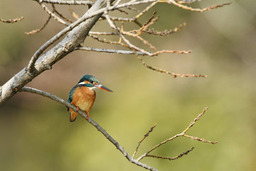 休憩中のカワセミ