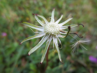 dandelion