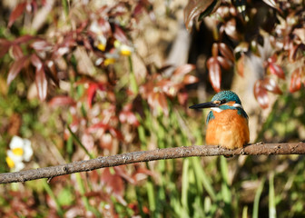 休憩中のカワセミ