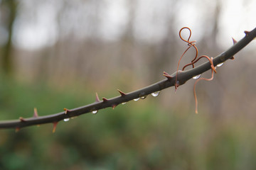 a branch of a prickly shrub with thorns in the dew