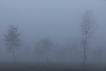 Fototapeta na wymiar Árboles en la niebla