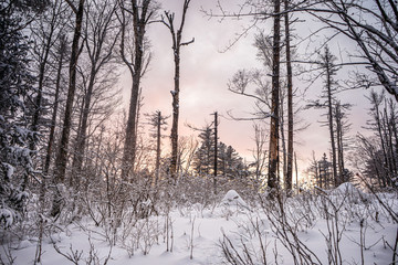 Aerial image from the top of snowy mountain pines in the middle of the winter