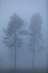 pareja de árboles en la niebla
