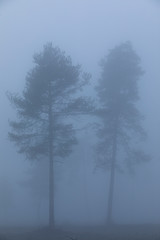 Obraz na płótnie Canvas pareja de árboles en la niebla