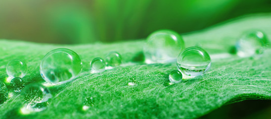 Spring summer banner - drops on a fresh spruce leaf, macro photo. The concept of nature, ecology, environment. Copyspace.