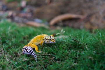 Leopard geckos are amazing companions for keepers of any skill level. They are very easy to care for and come in so many fantastic morphs