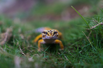 Leopard geckos are nocturnal ground dwelling lizards that originate from desert and sub tropic