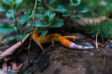 Leopard Gecko Food The best items to use are mealworms or crickets, but you can treat your pet to waxworms or superworms once a week if you wish.