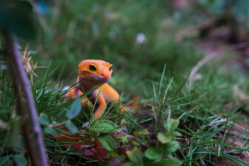 Leopard geckos make great pet lizards for both the beginner and seasoned reptile caretaker.