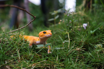 In captivity, common leopard geckos typically feed on crickets, dubia roaches, mealworms/superworms, and other insects