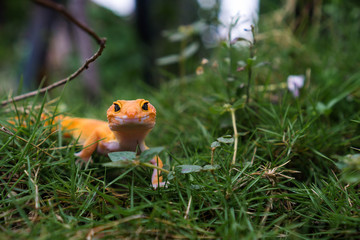 Leopard geckos make great pet lizards for both the beginner and seasoned reptile caretaker.