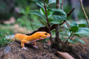 Common leopard geckos range in color from a yellow to brownish-orange base with spots covering all...