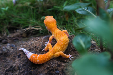 Leopard geckos are cathemeral reptiles in the wild they are mostly limited to burrows and shaded areas during the day, becoming more active at dawn and dusk when the temperature is favorable nocturnal
