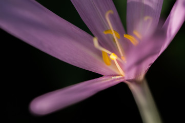 Flower with soft Lines