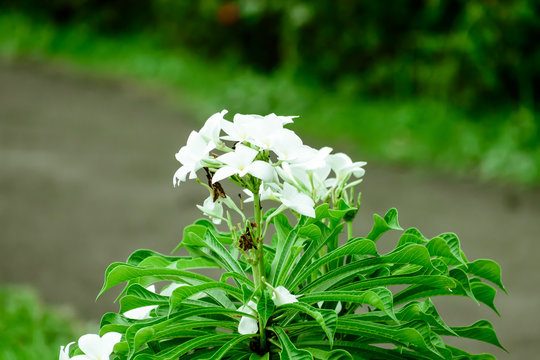 Milk white Tagar flower plant. Tabernaemontana divaricata. Rare Small Crepe Jasmine Pinwheel flower. Evergreen shrub houseplant of East Indian Rosemary Nero crown family. Floral Background theme India