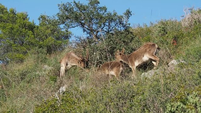 Wild mountain goats eating plants in the mountain.