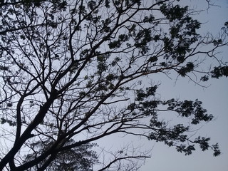 tree and the fresh blue sky