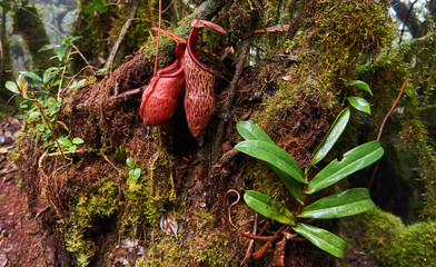 Malaysia, Cameron Highlands: Trichterpflanze im Mossy Forest