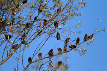 Common starling on the tree on Crna Mlaka