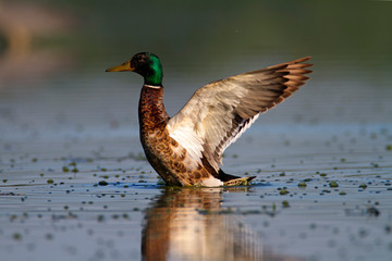 Mallard stretching the wings on the lake