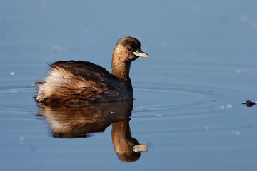 The little grebe  swimming on the water