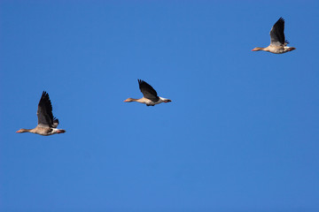 The greylag goose flying against the blue sky
