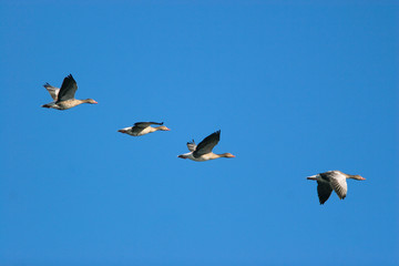 The greylag goose flying against the blue sky